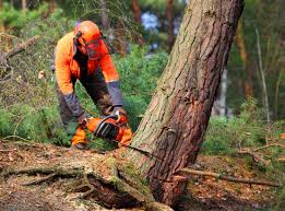 Professional Tree Services in Lorenz Park, NY