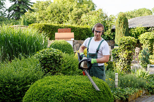 How Our Tree Care Process Works  in  Lorenz Park, NY